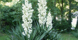 20 Florida plants that thrive even if you forget to care for them