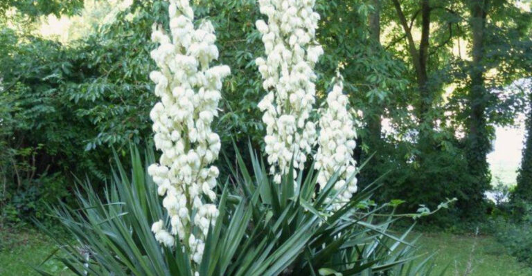 20 Florida plants that thrive even if you forget to care for them