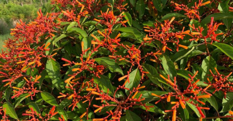 21 Florida plants that add instant curb appeal without major work