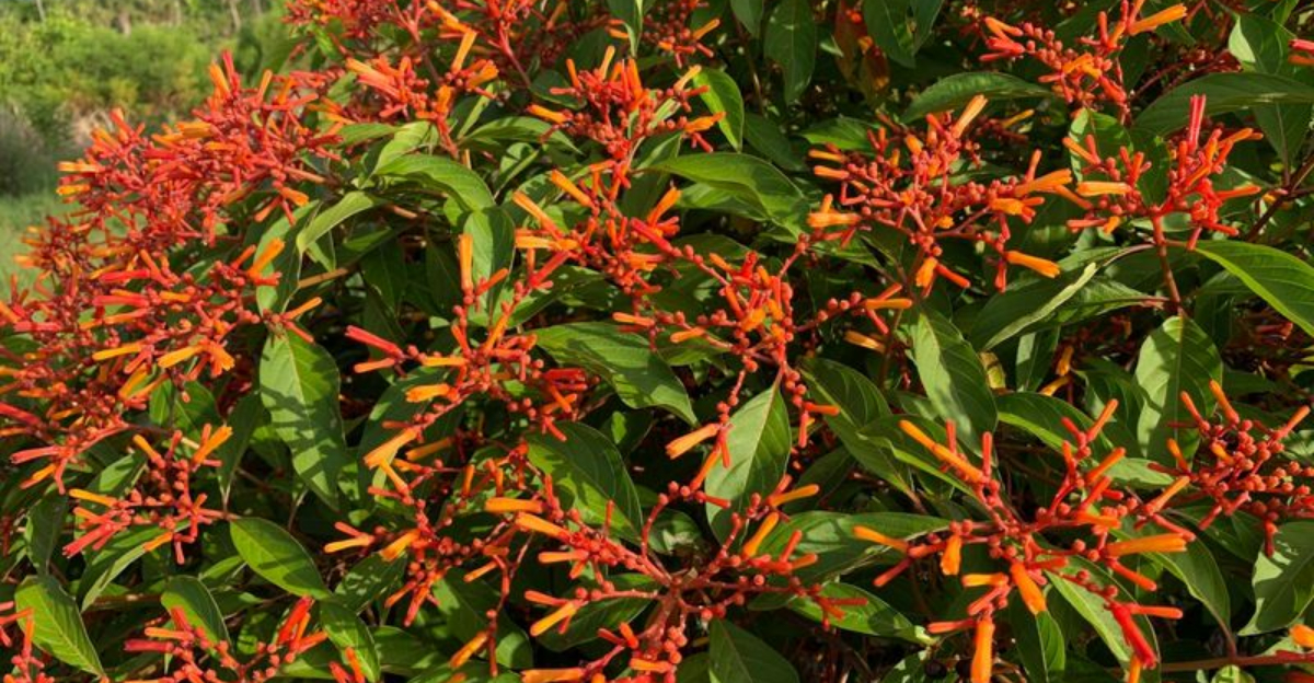 21 Florida plants that add instant curb appeal without major work