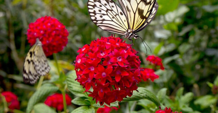 23 reliable plants that keep Florida gardens looking alive year-round