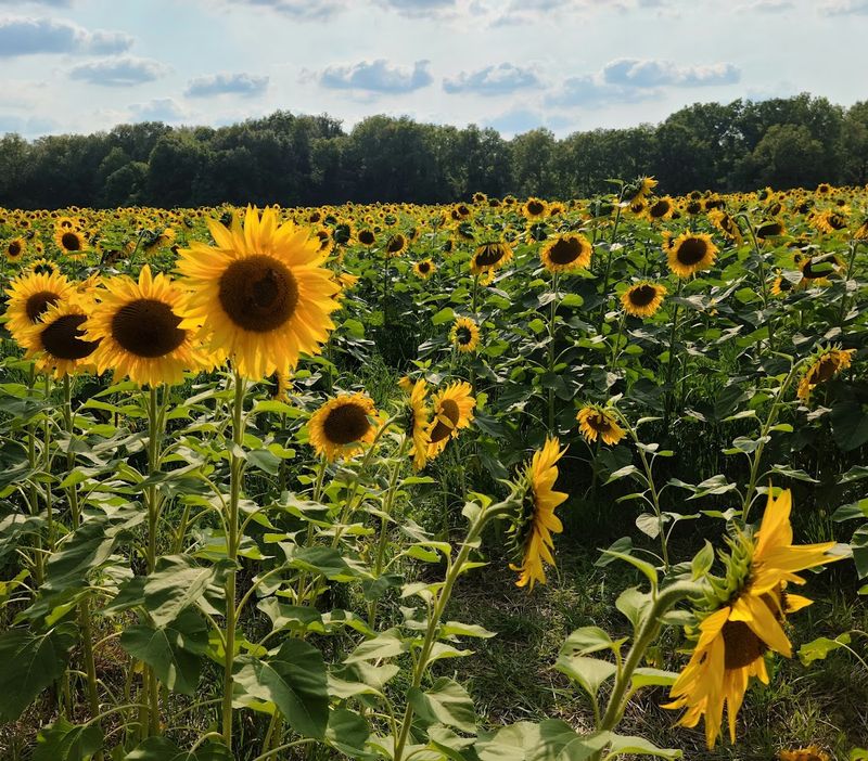 30 Acres of Pure Golden Magic