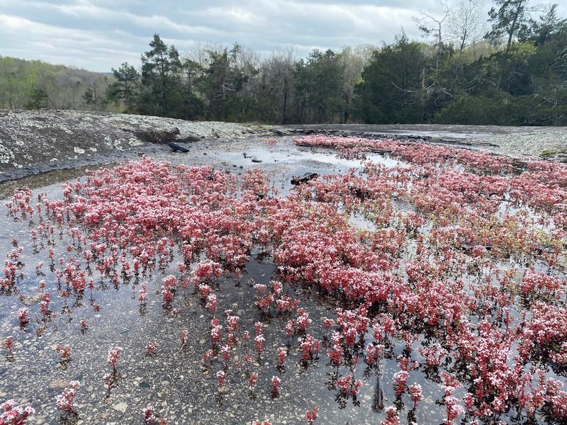 40 Acre Rock Heritage Preserve - Kershaw, South Carolina