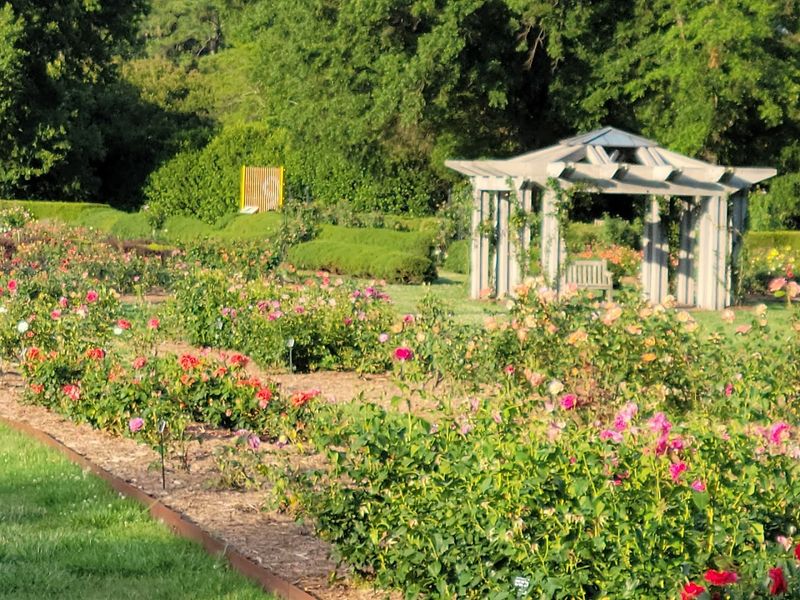 450 Varieties of Roses Rated Number One in the U.S.