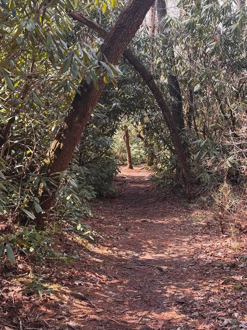 77 Miles of Pure Appalachian Backcountry Await
