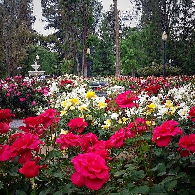 800 Rose Varieties That Will Absolutely Blow Your Mind