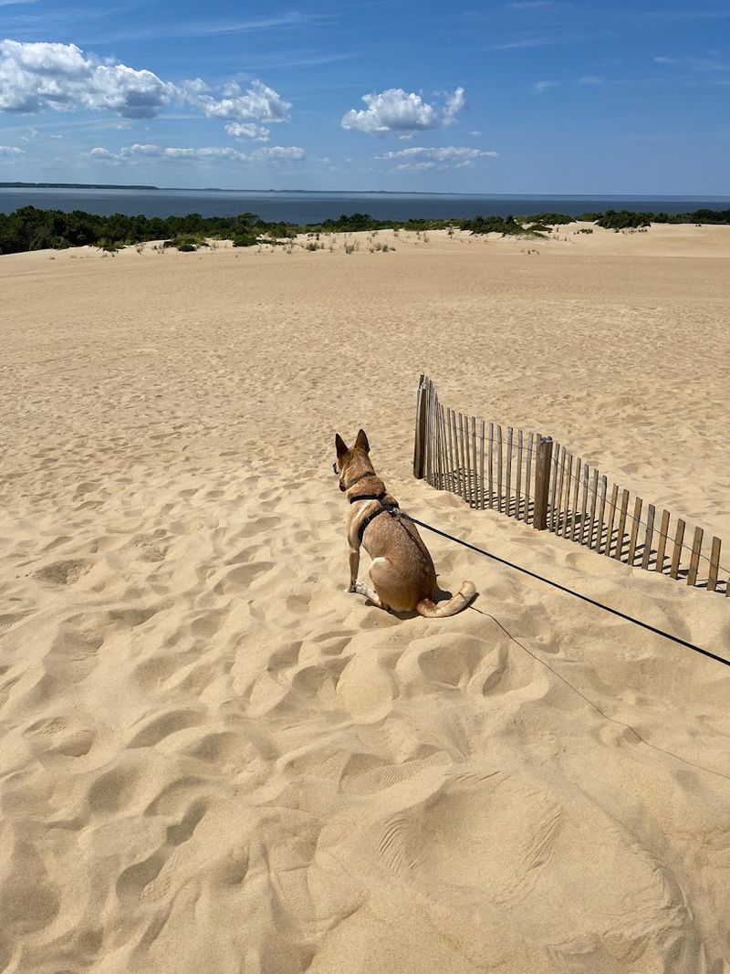 A Dog-Friendly Outdoor Adventure A Dog-Friendly Outdoor Adventure