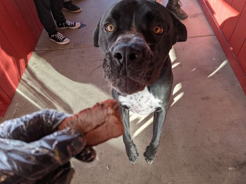 A Dog-Loving Atmosphere That Adds Extra Charm