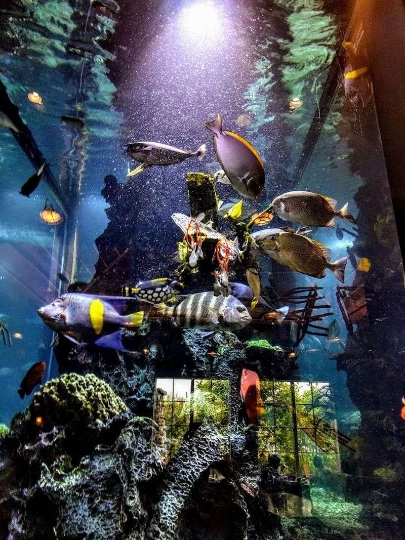 A Giant Aquarium That Steals the Show