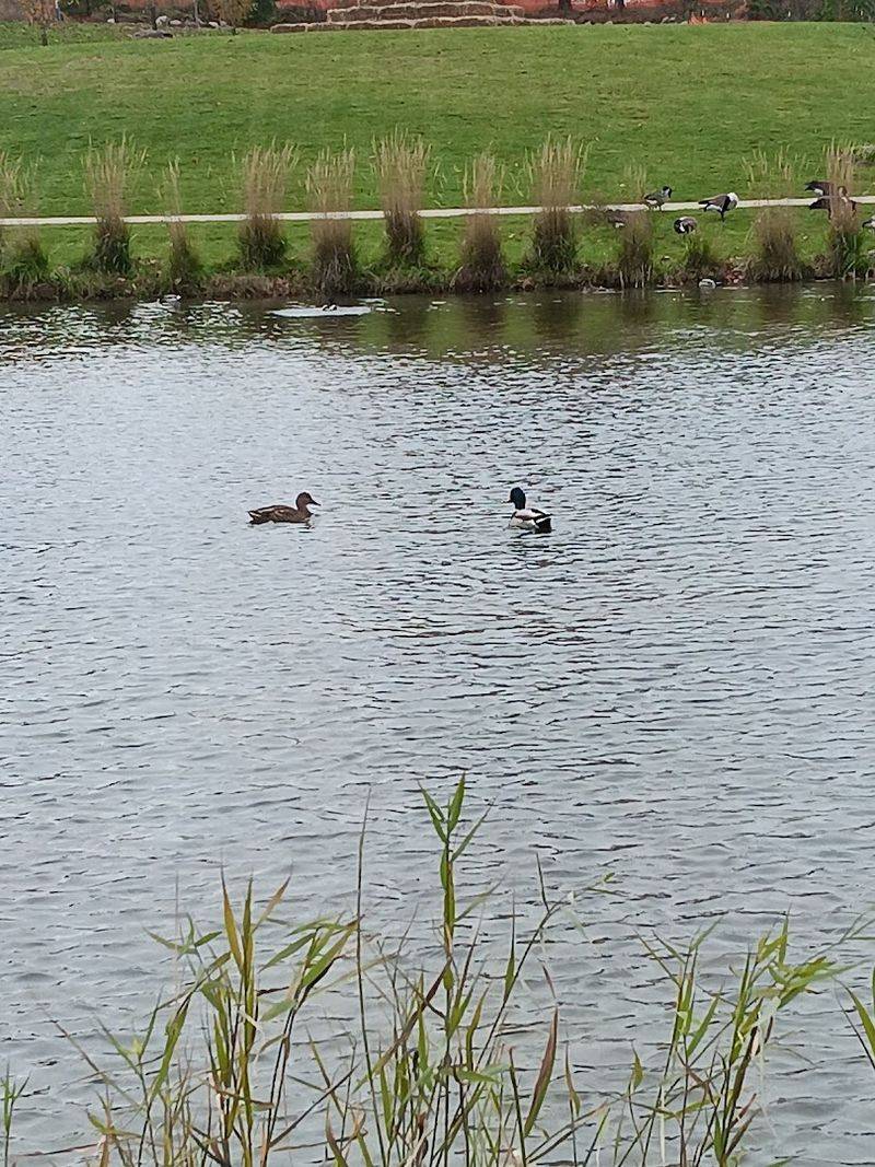 A Peaceful Pond With Ducks That Adds a Whole New Layer of Calm A Peaceful Pond With Ducks That Adds a Whole New Layer of Calm