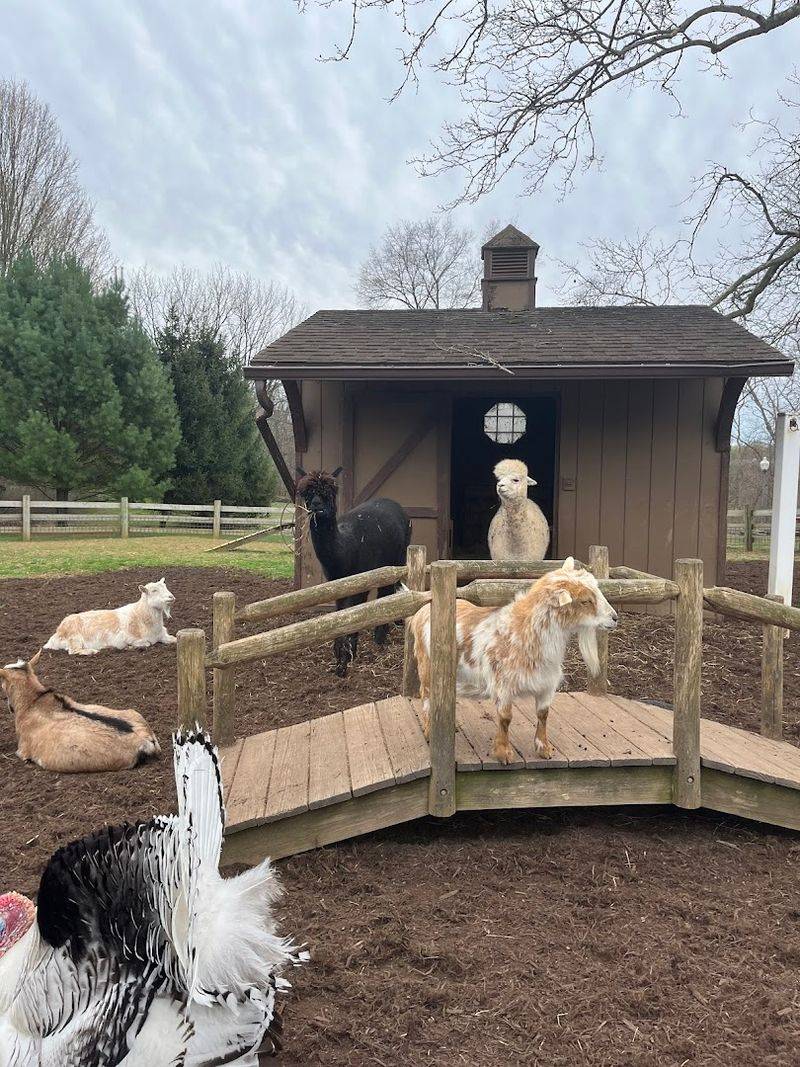 A Petting Zoo With Goats, Alpacas, and Peacocks Above Ground