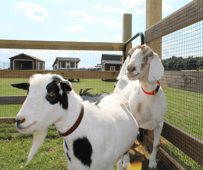 A Petting Zoo and Live Farm Animals Outside