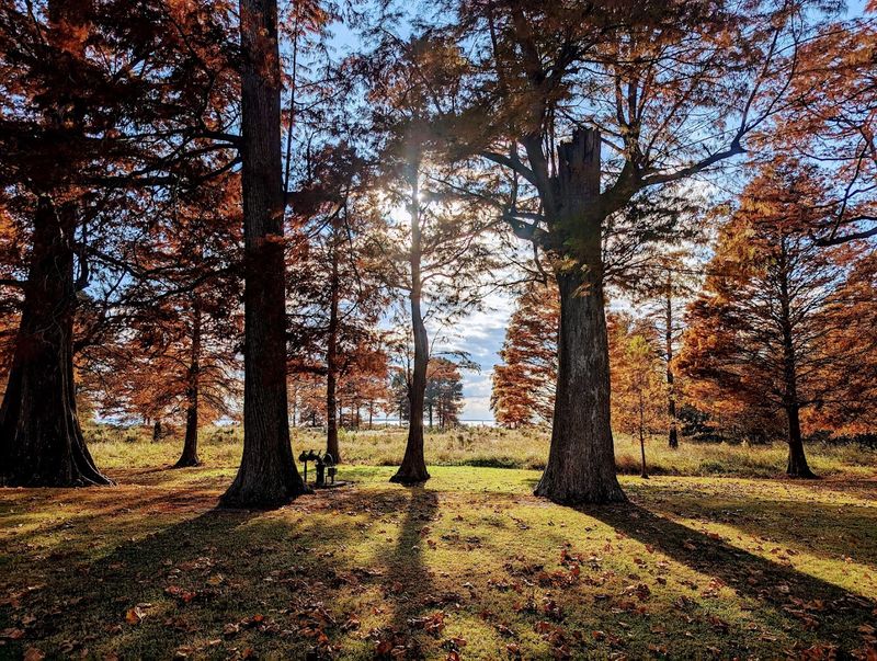 A Picnic Area Surrounded by Nature