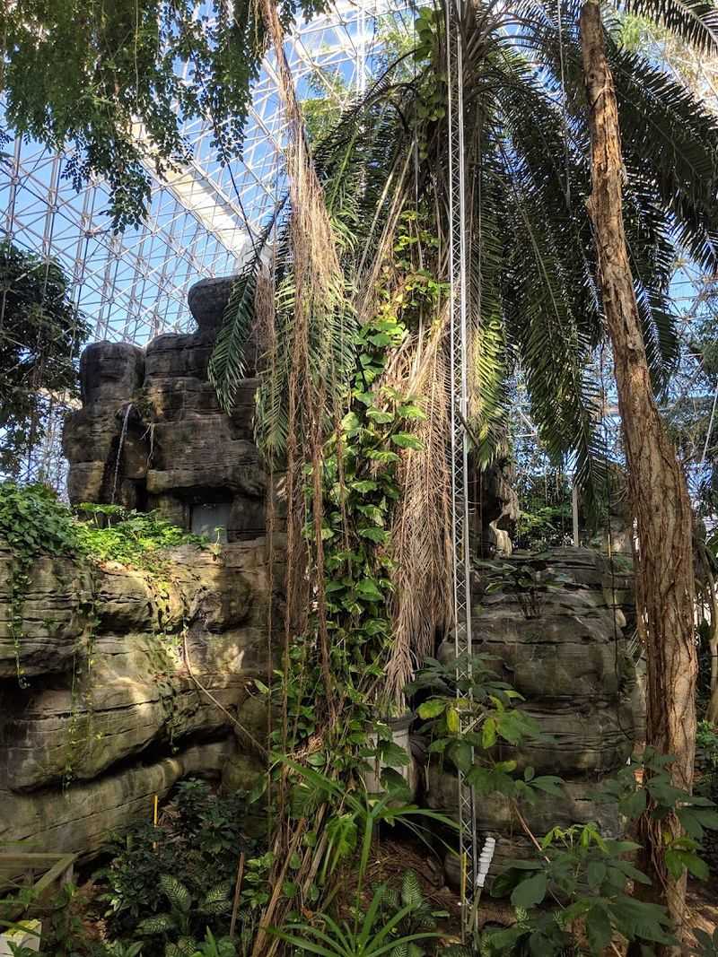 A Rainforest Hidden Inside the Desert
