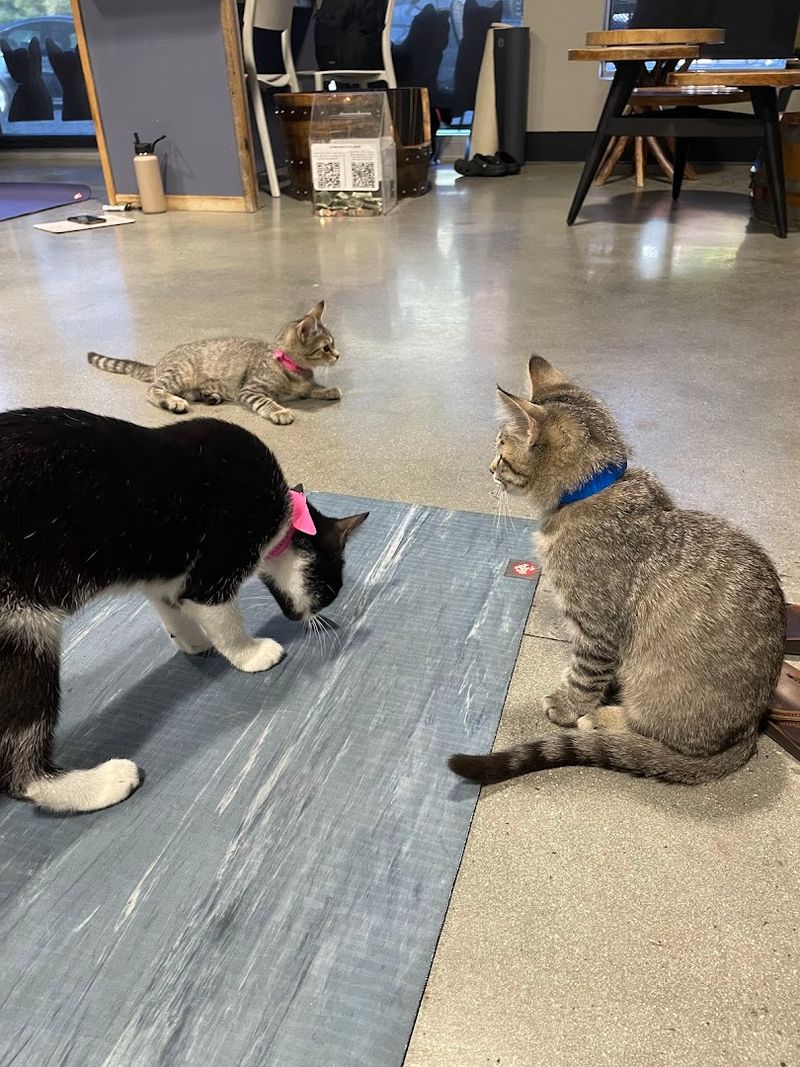 A Safe and Clean Environment for Cats