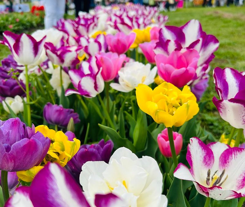 A Sea of Color That Rivals Any Painting A Sea of Color That Rivals Any Painting