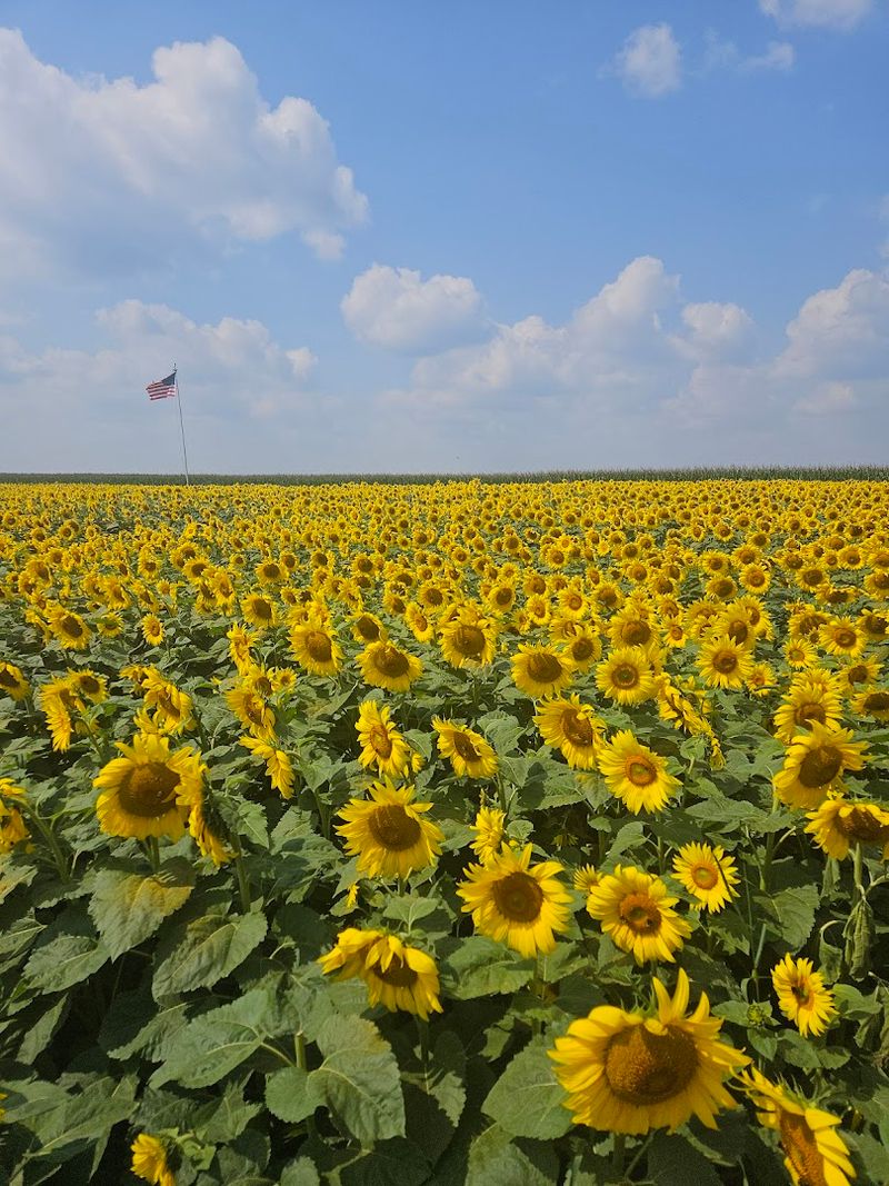 A Sea of Gold: The 20-Acre Sunflower Field A Sea of Gold: The 20-Acre Sunflower Field