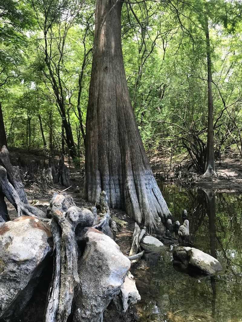 A Short but Rewarding Nature Trail Through Beautiful Florida Forest