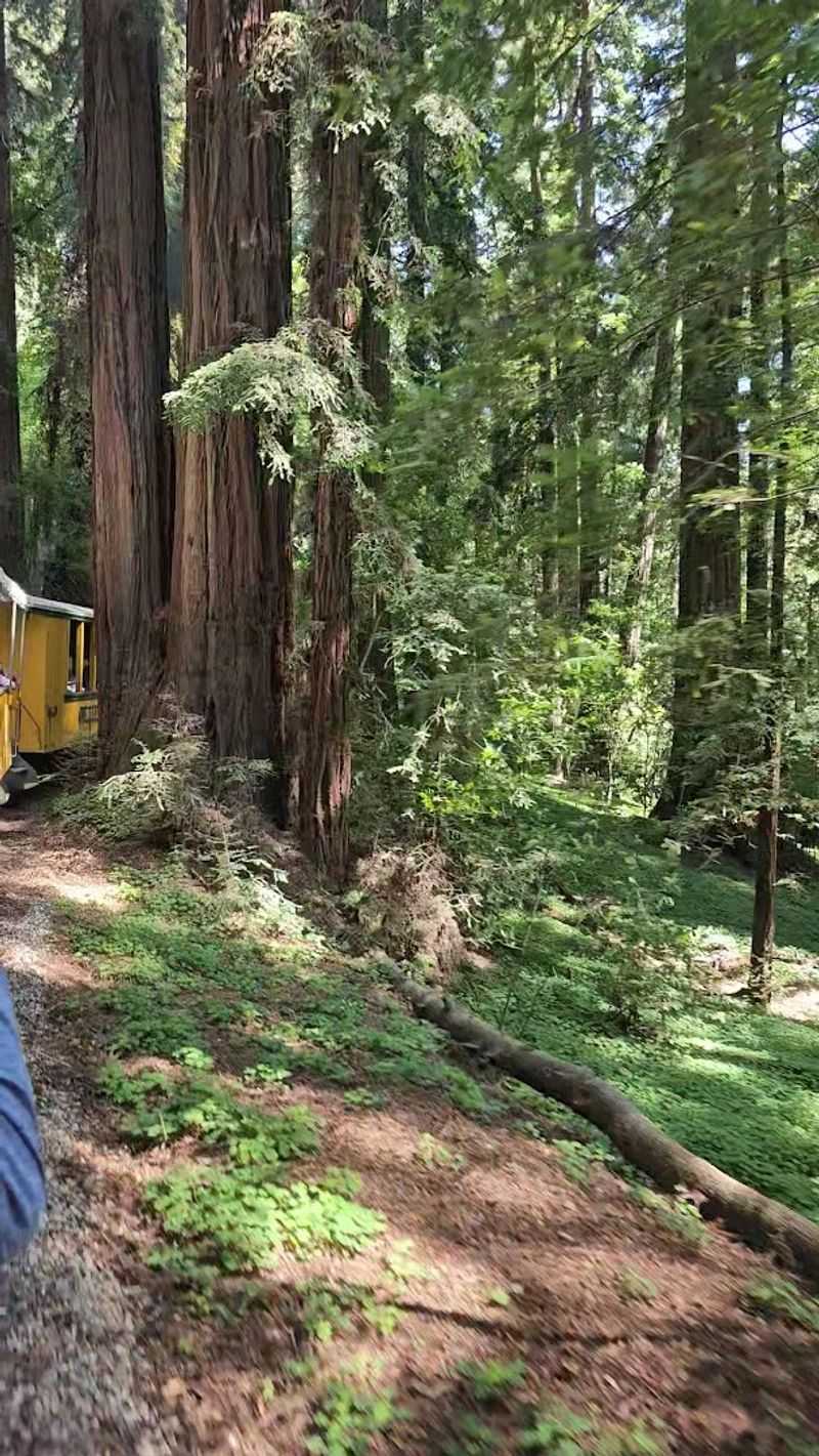 A Steam Train That Actually Runs Through Ancient Redwoods