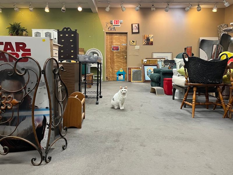 A Store With a Heart for Animal Rescue
