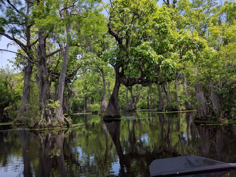 A Swamp That Looks Like a Fantasy World