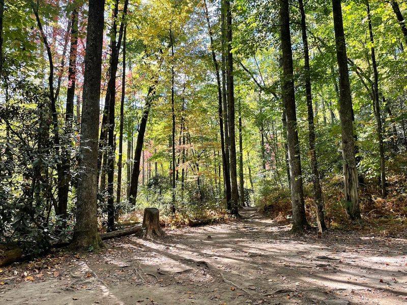 A Temperate Rainforest Unlike Anything Else in the East