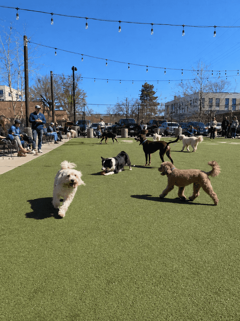 A Truly Dog-Friendly Setup Unlike Anywhere Else