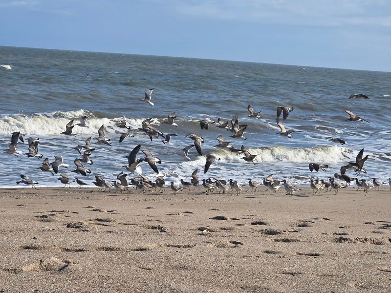 Abundant Wildlife Sightings That Bring the Whole Park to Life