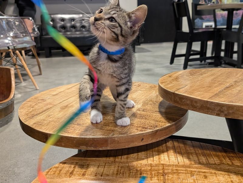 Adoptable Cats and Kittens in the Lounge