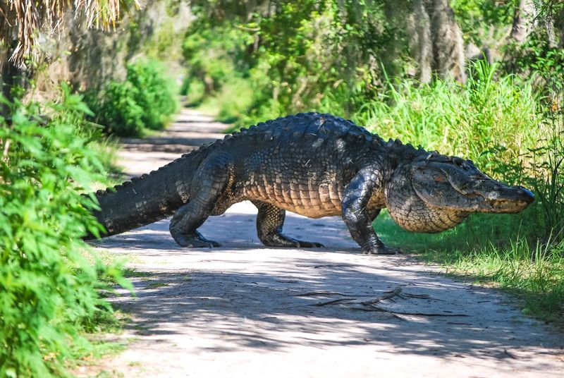 Alligator Alley Trail: Where the Real Stars of the Show Live Alligator Alley Trail: Where the Real Stars of the Show Live