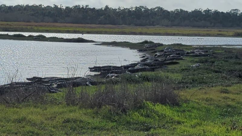 Alligator Watching From the Bridge