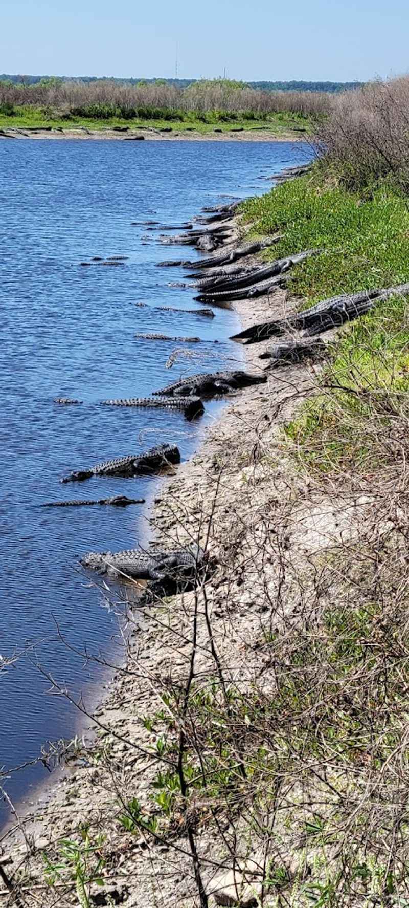 Alligators Everywhere You Look