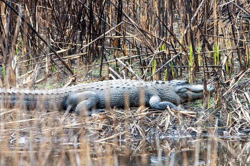 American Alligators Up Close and Personal
