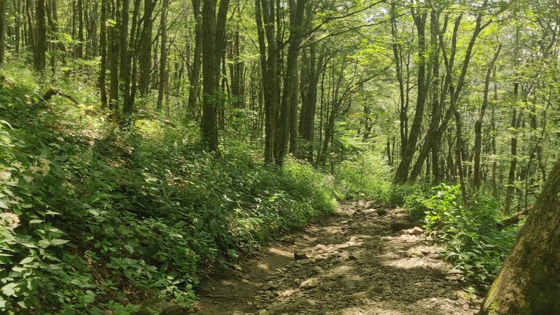 Ancient Beech Forest: Walking Among Giants