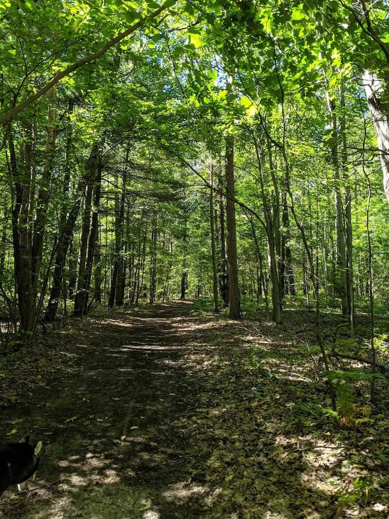 Ancient Dune Forests Worth Exploring