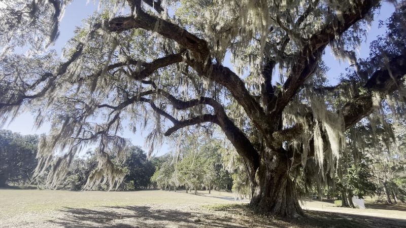 Ancient Oak Trees and Spanish Moss Everywhere You Look
