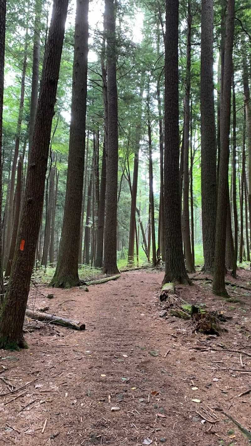 Ancient Old-Growth Hemlock Trees