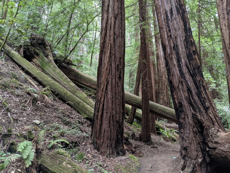 Ancient Redwood Groves That Defy Expectations