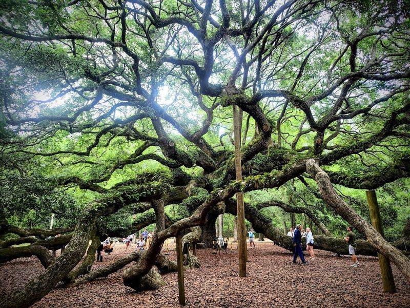 Angel Oak Tree - Johns Island, South Carolina