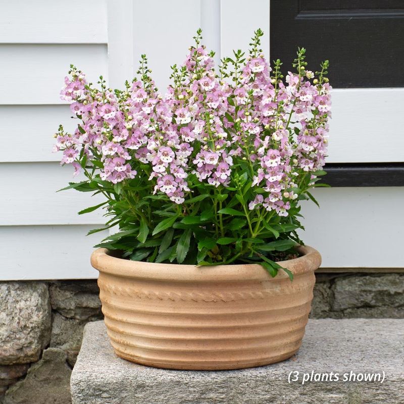 Angelonia