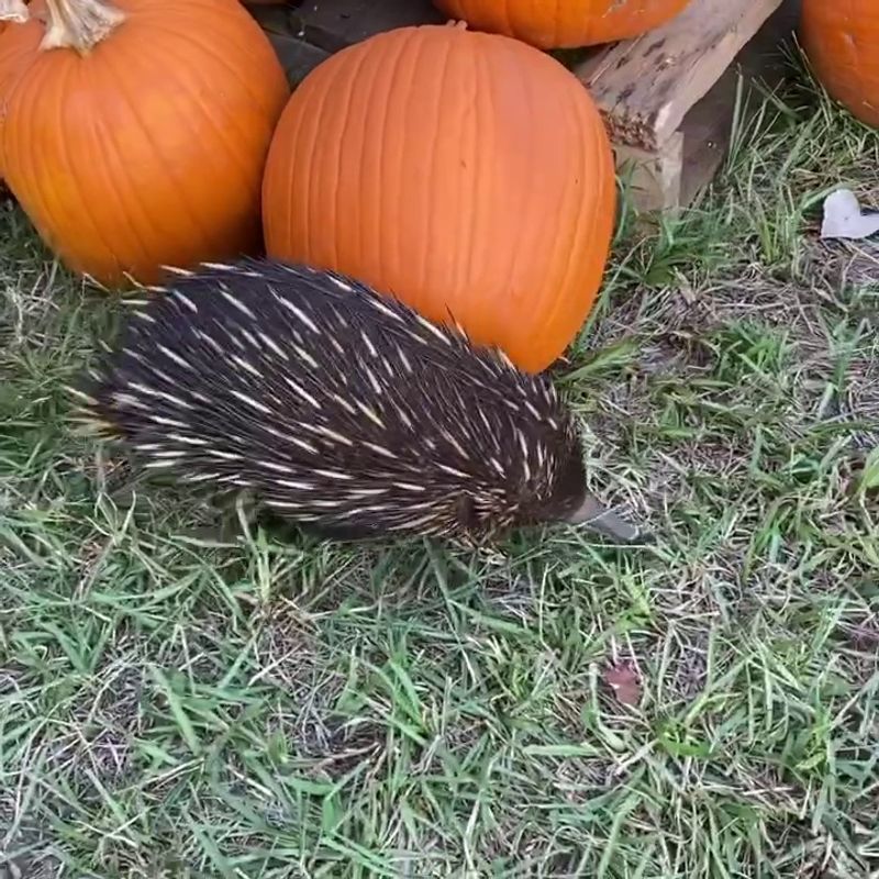 Anteaters, Armadillos, and Animals You Rarely See Anteaters, Armadillos, and Animals You Rarely See