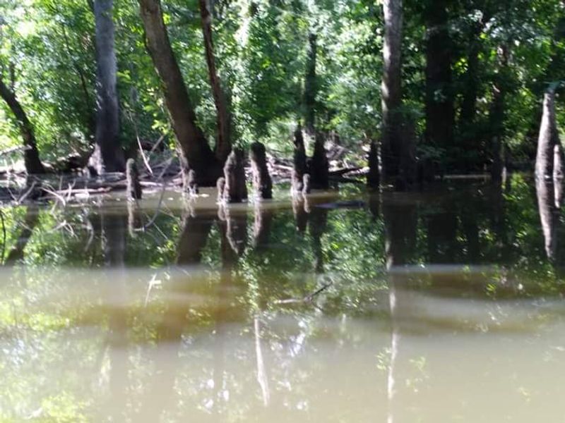Apalachicola River Wildlife and Environmental Area