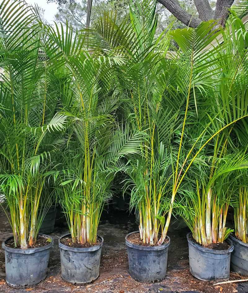 Areca palm