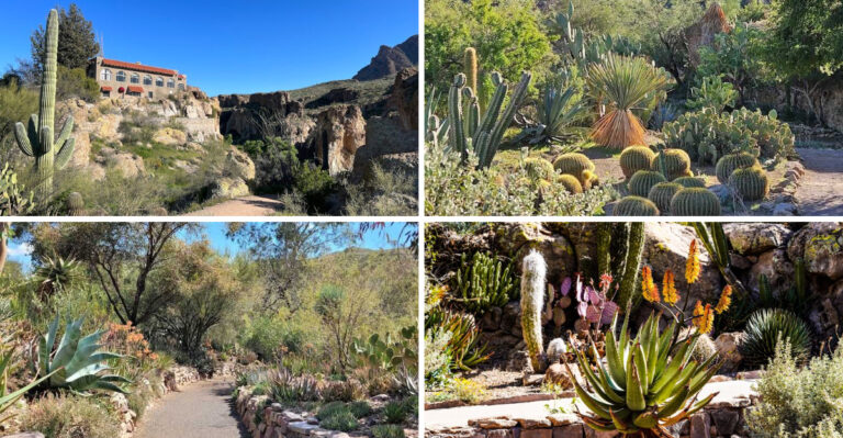 Arizona’s oldest botanical garden is a breathtaking desert wonder worth exploring