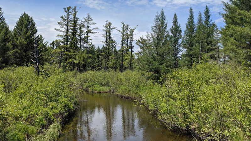 Au Sable River Foot Trail: Three Miles of Forest Magic