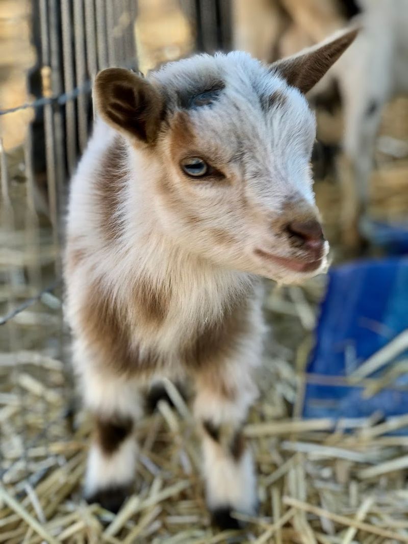 Baby Goats That Steal the Show