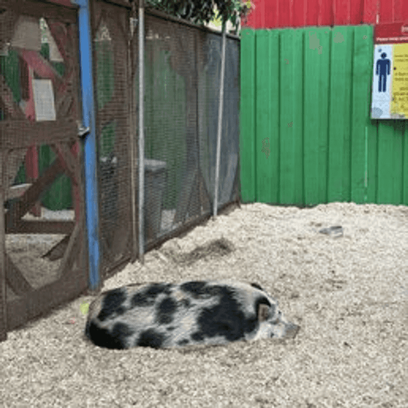 Baby Pigs and Bunnies Worth Every Second