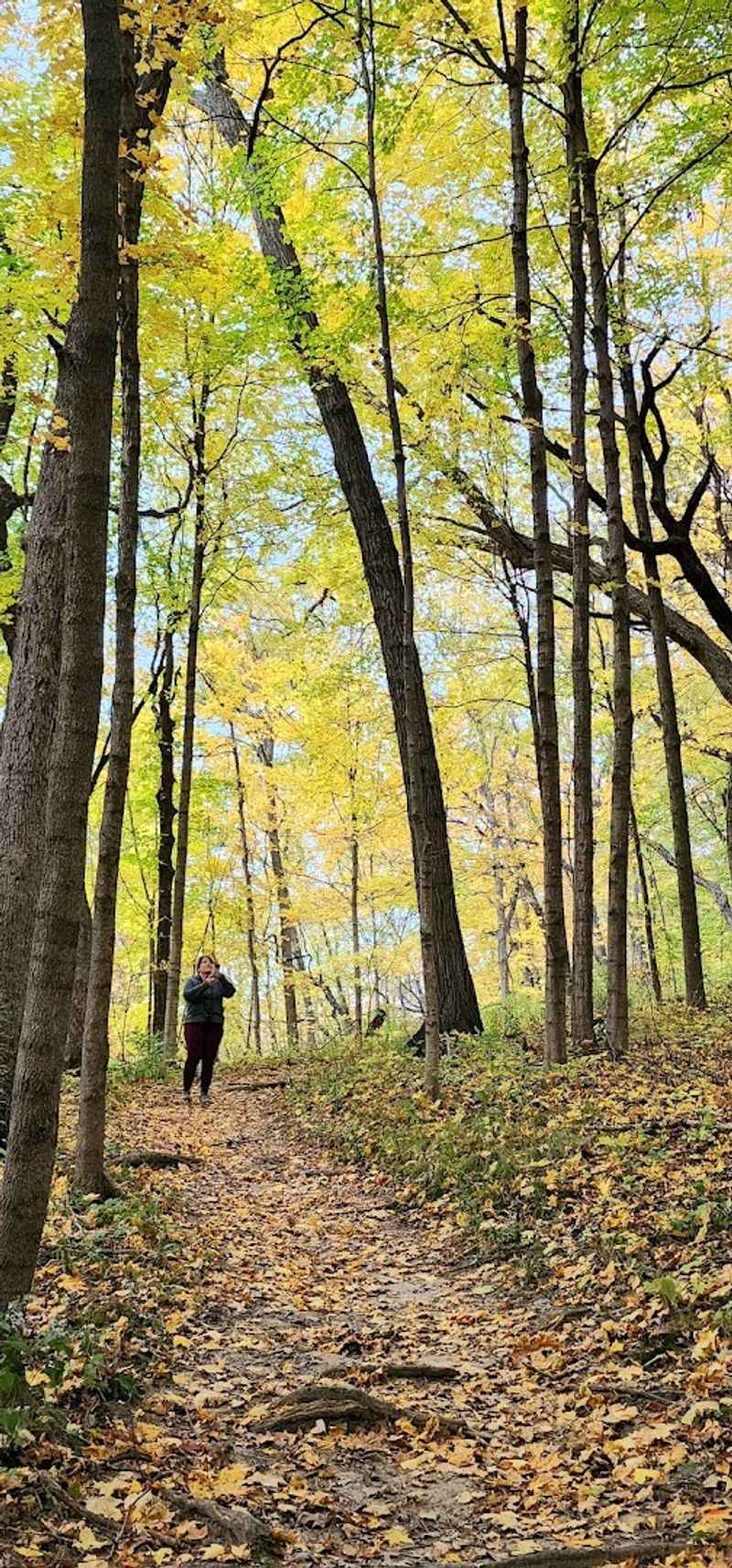 Bald Eagle Spotting and Wildlife Watching