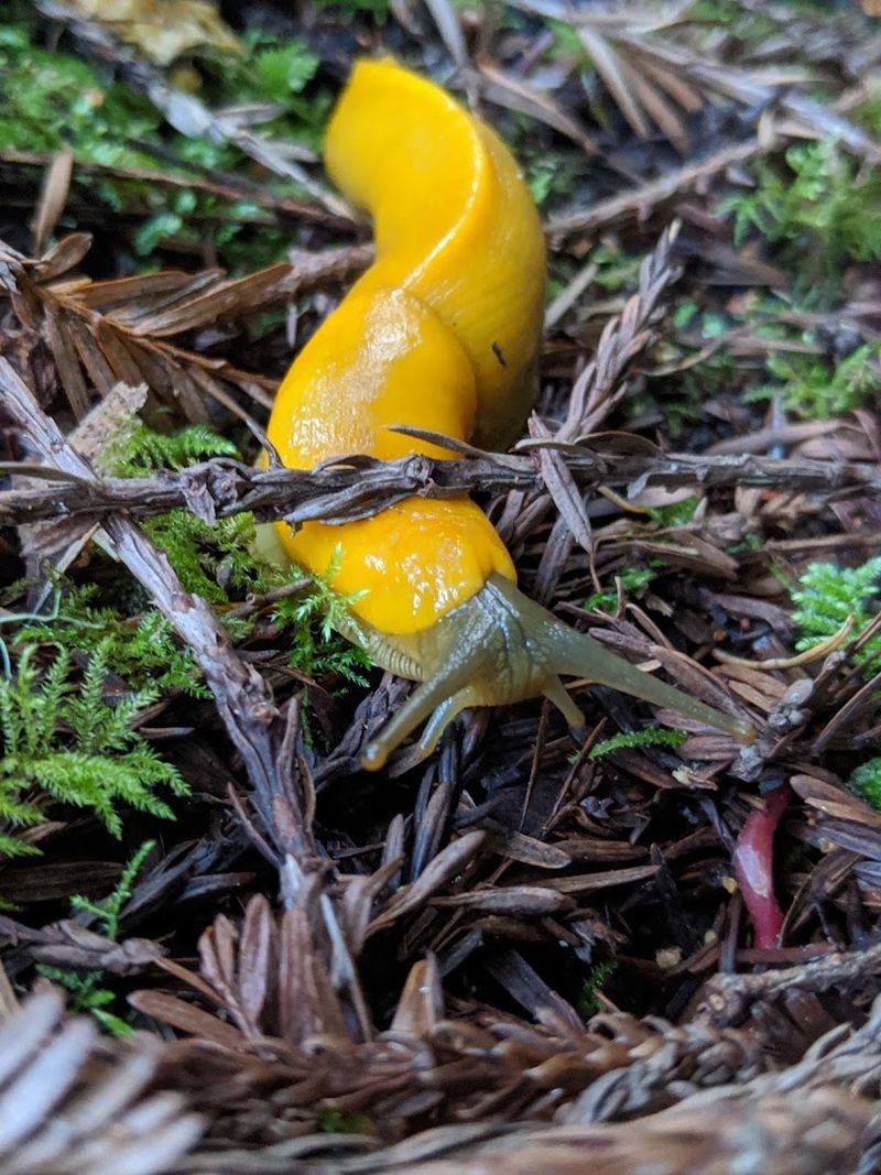 Banana Slugs and Wildlife Encounters