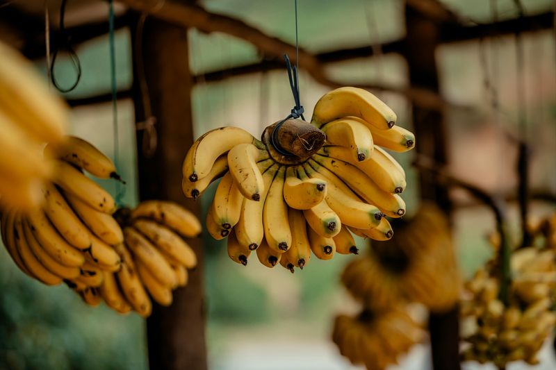 Bananas